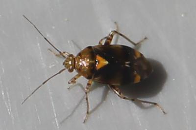 <i>Liocoris tripustulatus</i>