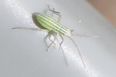 <i>Miridius quadrivirgatus</i>