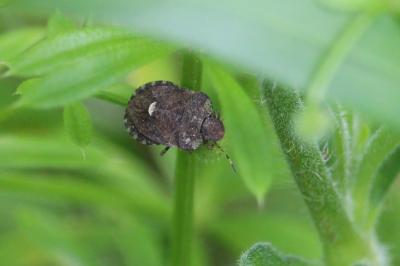 <i>Dyroderes umbraculatus</i>