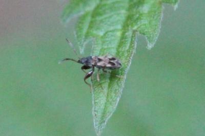<i>Scolopostethus</i>