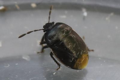 <i>Legnotus limbosus</i>