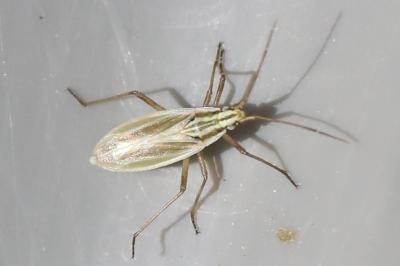 <i>Acetropis gimmerthalii</i>