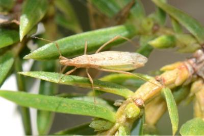 <i>Berytinus signoreti</i>