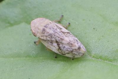 <i>Philaenus spumarius</i>