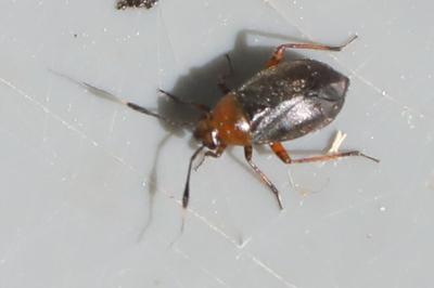 <i>Capsus ater</i>