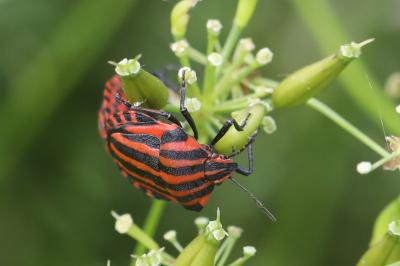 <i>Graphosoma italicum</i>