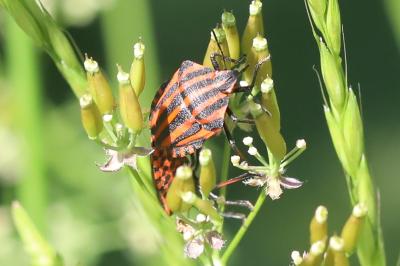 <i>Graphosoma italicum</i>