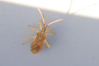 <i>Gonocerus acuteangulatus</i>