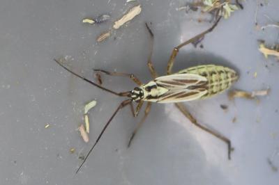 <i>Leptopterna dolabrata</i>