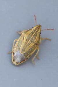 <i>Aelia acuminata</i>