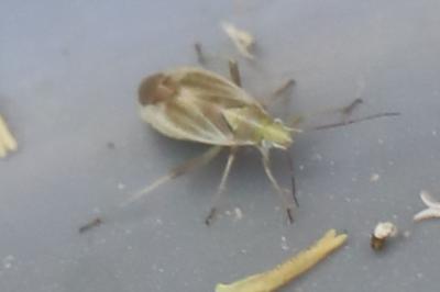 <i>Amblytylus nasutus</i>