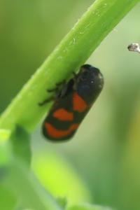 <i>Cercopis vulnerata</i>