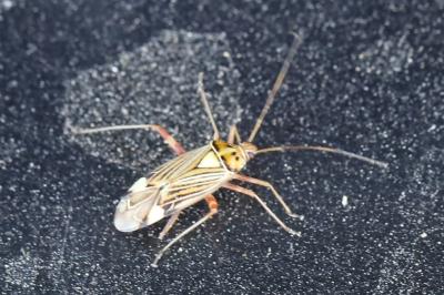 <i>Rhabdomiris striatellus</i>