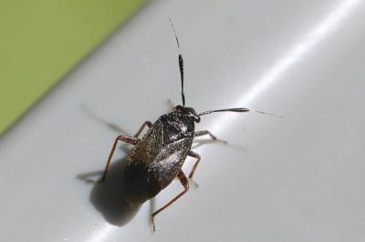 <i>Capsus ater</i>