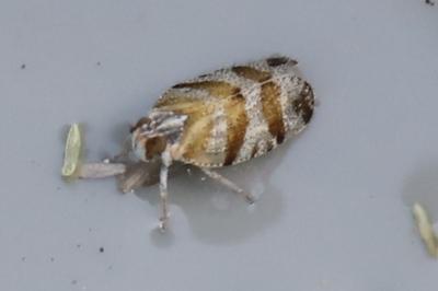 <i>Tachycixius venustulus</i>