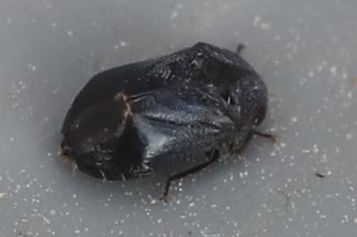<i>Penthimia nigra</i>