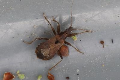 <i>Himacerus mirmicoides</i>