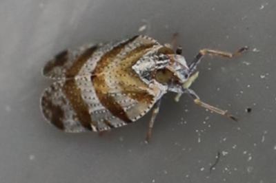 <i>Tachycixius venustulus</i>