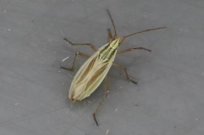 <i>Acetropis gimmerthalii</i>