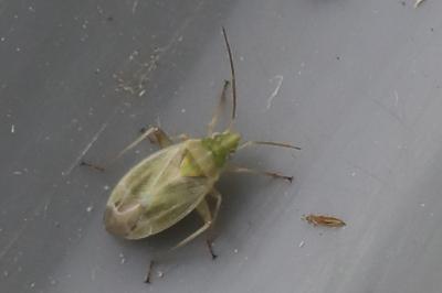 <i>Amblytylus nasutus</i>