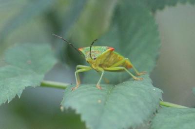 <i>Acanthosoma haemorrhoidale</i>
