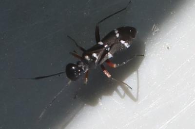 <i>Globiceps sphaegiformis</i>