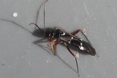 <i>Globiceps sphaegiformis</i>