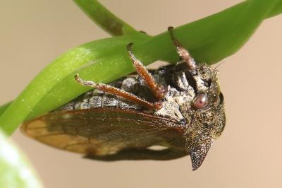 <i>Centrotus cornutus</i>