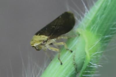 <i>Philaenus spumarius</i>