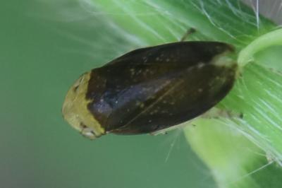 <i>Philaenus spumarius</i>