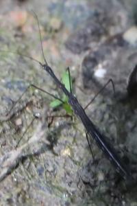 <i>Hydrometra stagnorum</i>
