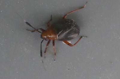 <i>Capsus ater</i>