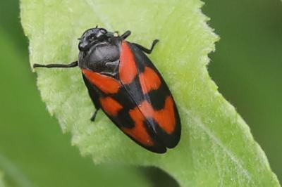 <i>Cercopis vulnerata</i>
