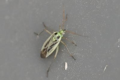 <i>Stenotus binotatus</i>