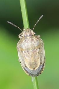 <i>Neottiglossa leporina</i>