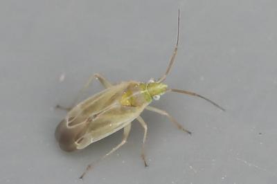 <i>Amblytylus nasutus</i>