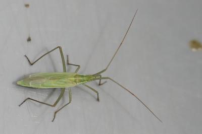 <i>Megaloceroea recticornis</i>