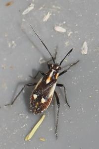 <i>Capsodes sulcatus</i>