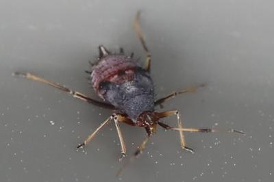 <i>Deraeocoris ruber</i>