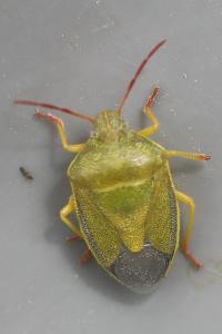 <i>Piezodorus lituratus</i>