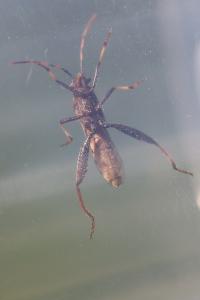 <i>Camptopus lateralis</i>