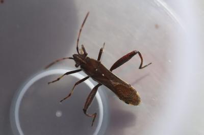 <i>Camptopus lateralis</i>