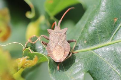 <i>Coreus marginatus</i>