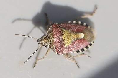<i>Dolycoris baccarum</i>