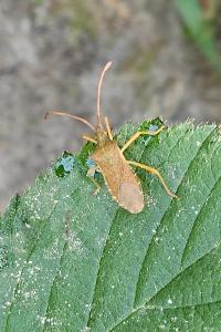<i>Gonocerus acuteangulatus</i>