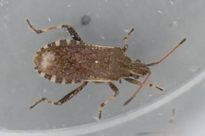 <i>Ceraleptus gracilicornis</i>