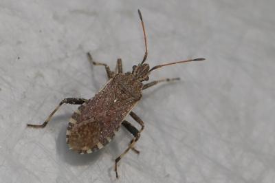 <i>Ceraleptus gracilicornis</i>