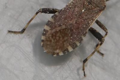 <i>Ceraleptus gracilicornis</i>