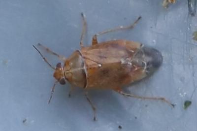 <i>Agnocoris</i>
