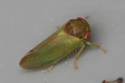 <i>Iassus lanio</i>